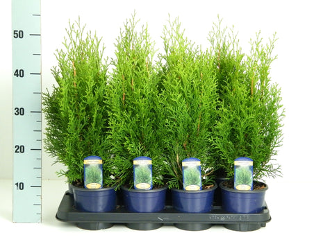 Thuja jne. 'Smaragdi'