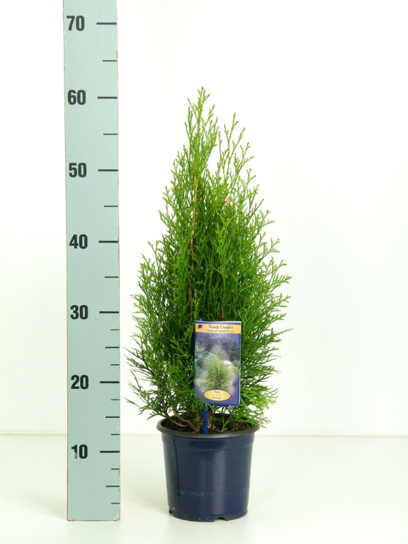 Thuja occidentalis &