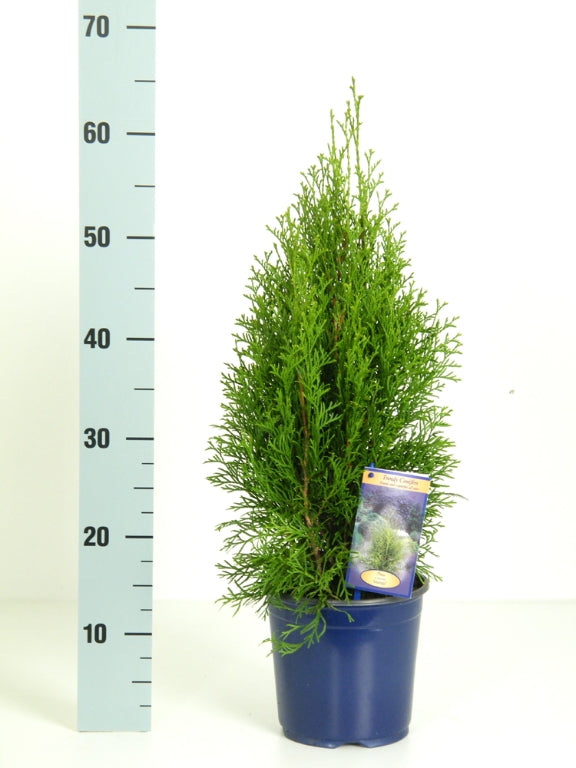 Thuja occidentalis &