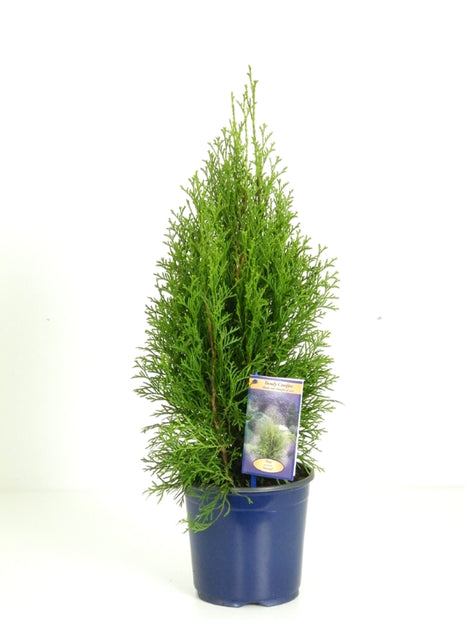 Thuja occ. 'Smaragd'