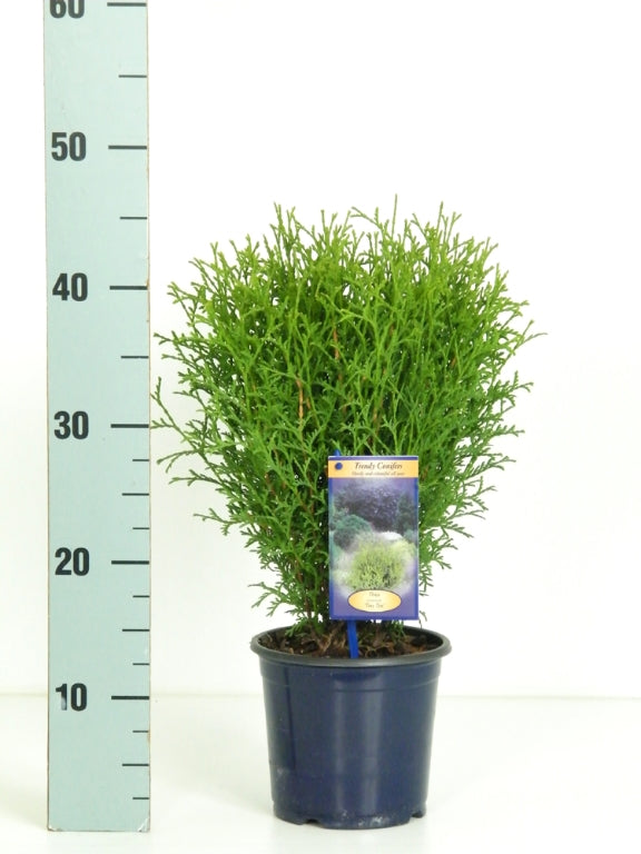 Thuja occidentalis &