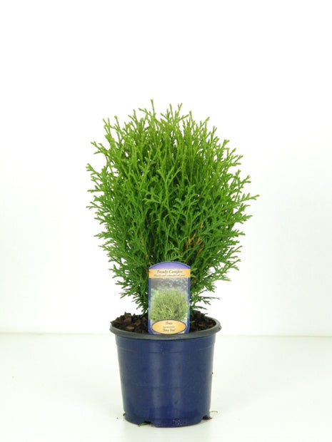 Thuja occ. 'Tiny Tim'