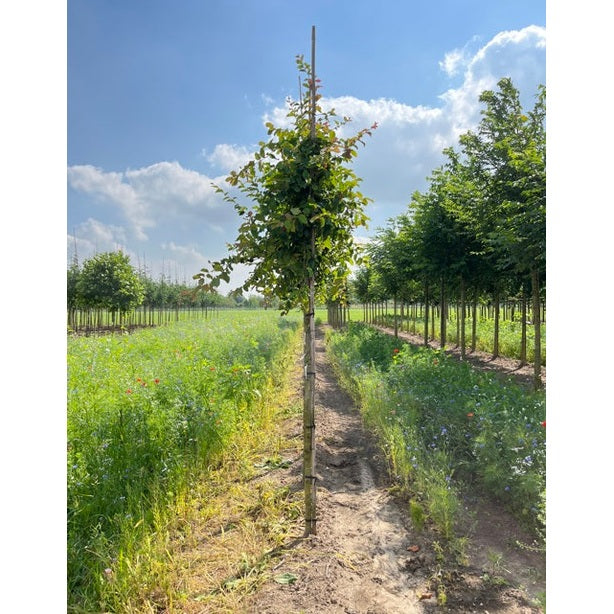 Papegojbuske - Parrotia persica 'Vanessa' 12-14 HS,
