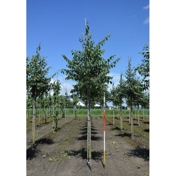 Europeisk bäralm - Celtis australis  - Stammens omkrets 16-18 cm, höjd 3,5-4 meter,   HS,