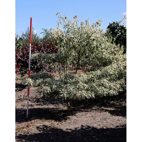 Pagodkornell - Cornus controversa &