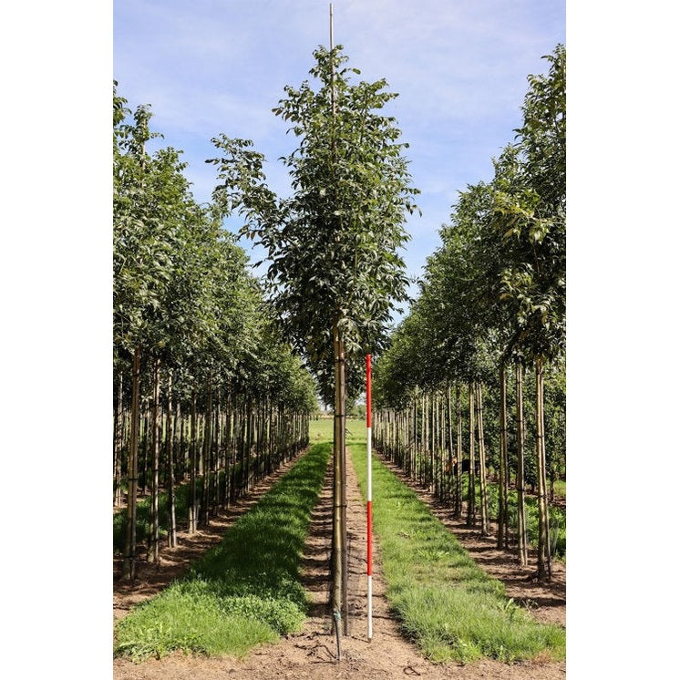 Ask - Fraxinus excelsior &
