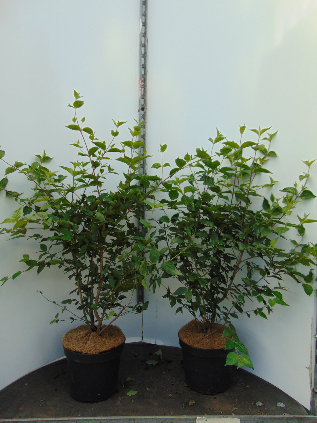 Kornell -  C2.5 40-60