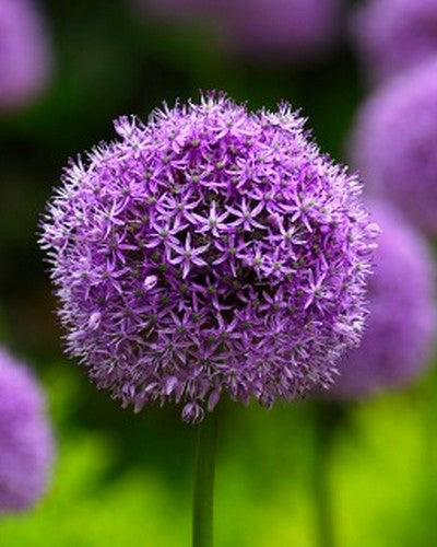 Allium "Gladiator"