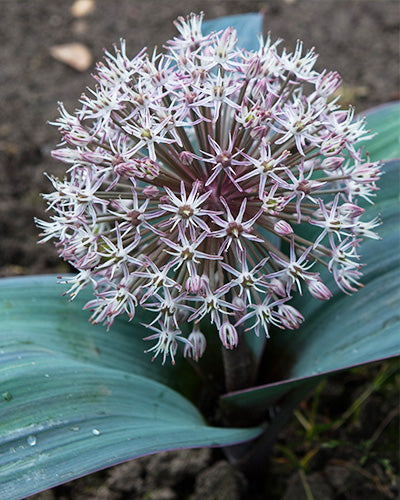 Allium karataviense