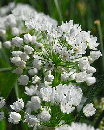 Allium neapolitanum