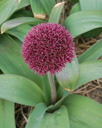 Allium 'Ostara'