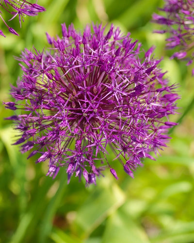 Allium 'Purple Rain'