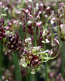 Allium scorodoprasum 'Art'