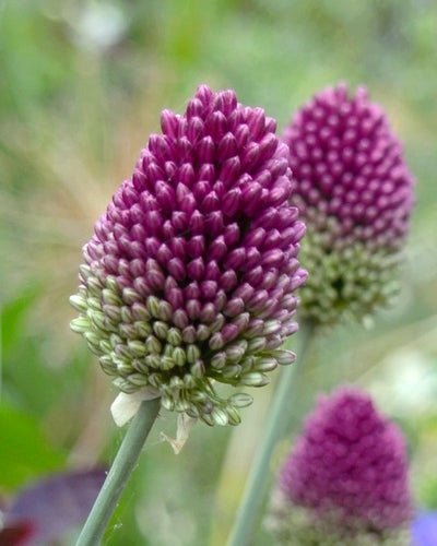 Allium sphaerocephalon