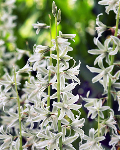 Ornithogalum nutans