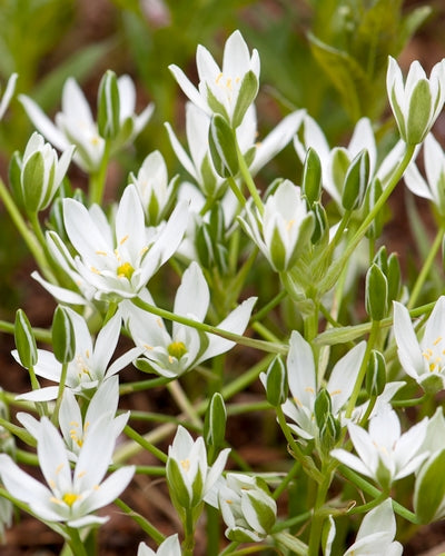 Ornithogalum umbellatum