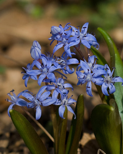 Scilla bifolia