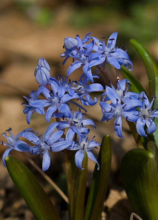 Scilla bifolia