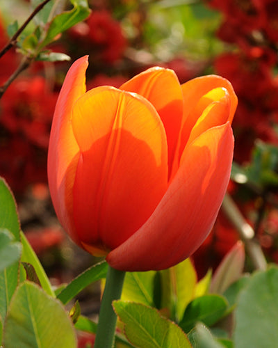 Tulipa 'Annie Schilder'