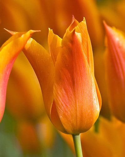 Tulipa 'Ballerina'