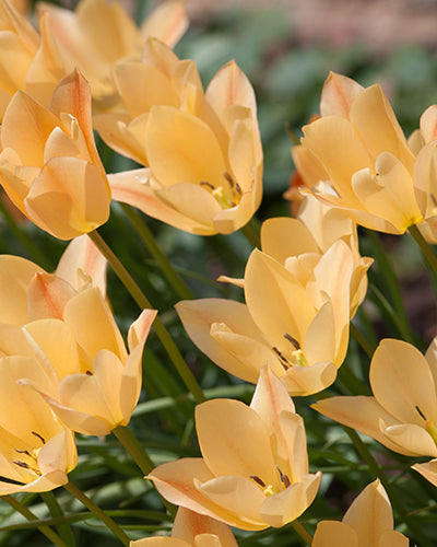 Tulipa 'Bright Gem'