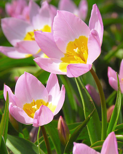 Tulipa 'Bakeri Lilac Wonder'