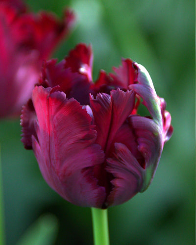 Tulipa "Musta papukaija"