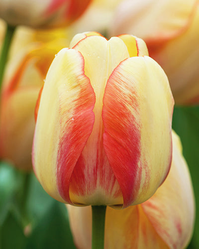 Tulipa 'Beauty of Spring'