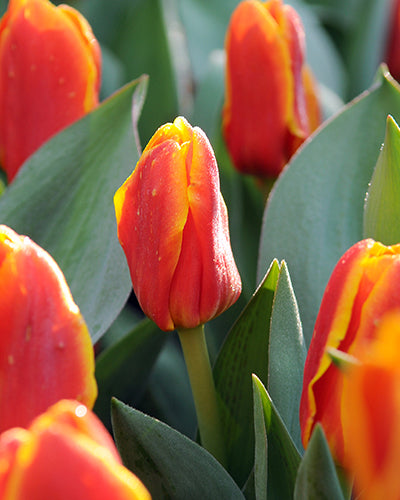 Tulipa 'Cape Cod'