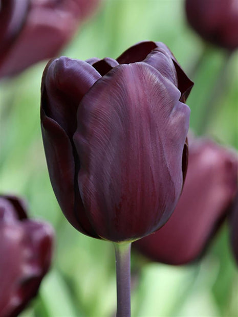 Tulipa 'Continental'