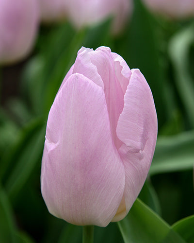 Tulipa 'Candy Prince'