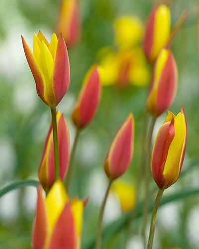 Tulipa clusiana 'Tubergen's Gem'