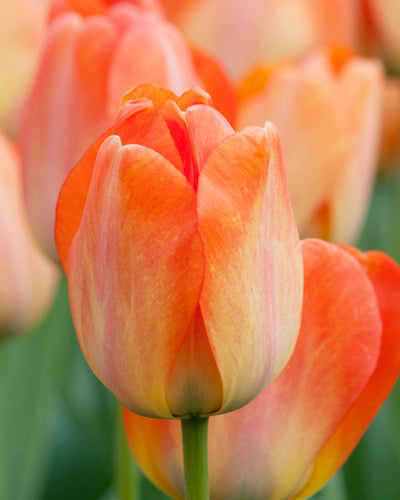 Tulipa 'Daydream'