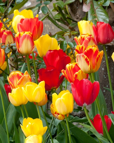 Tulipa Darwin Hybr. gemengd