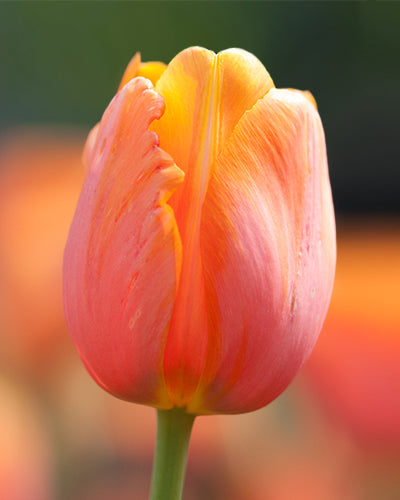 Tulipa "Dordogne"