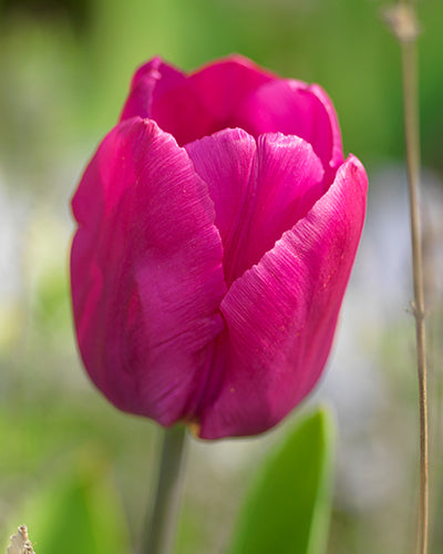 Tulipa "Don Quijote"