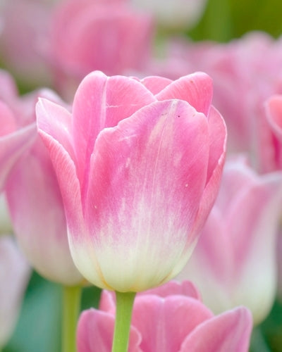 Tulipa 'Dynastia'