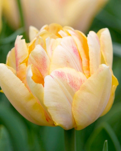 Tulipa 'Foxy Foxtrot'