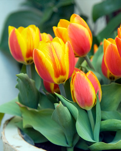 Tulipa 'Flair'