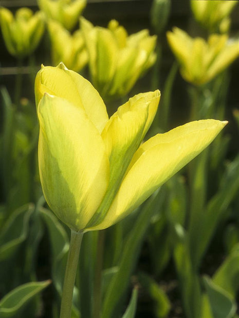 Tulipa 'Formosa'