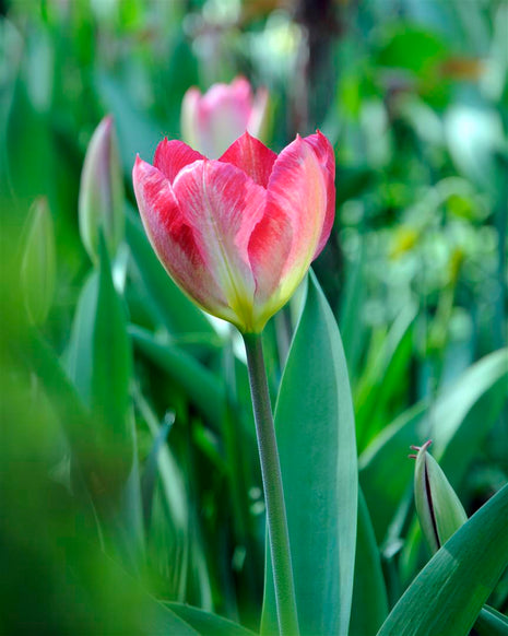 Tulipa 'Flaming Purissima'