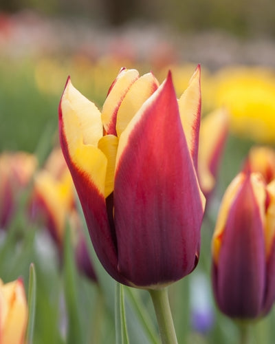 Tulipa 'Gavota'