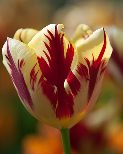 Tulipa 'Grand Perfection'