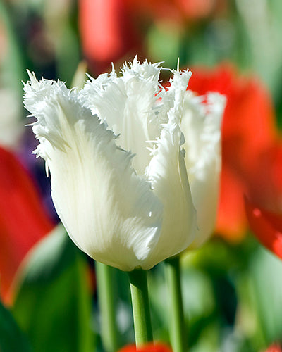 Tulipa "Honemoon"