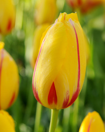 Tulipa 'La Courtine'