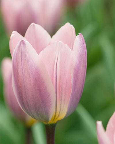 Tulipa 'Light and Dreamy'