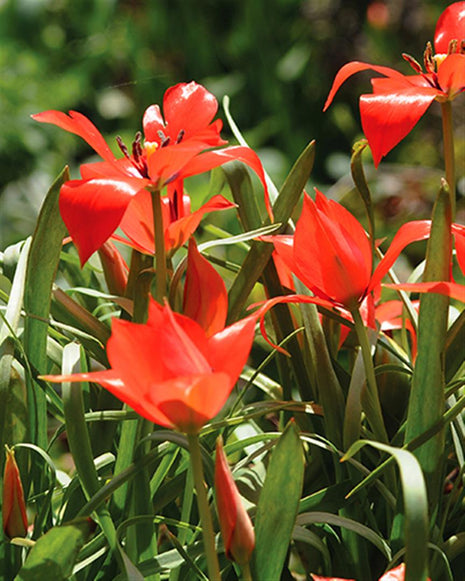 Tulppaani 'Linifolia'