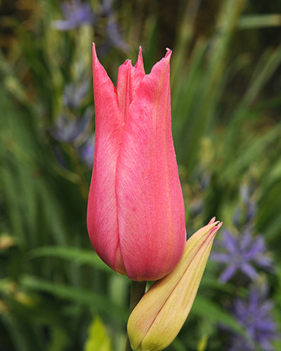 Tulipa "Mariette"