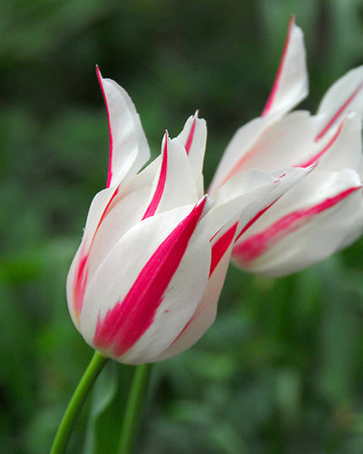 Tulipa 'Marylyn'