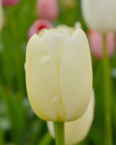 Tulipa "Maureen"